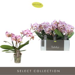 Phal.3-R rosa Tablo Bellini T12 H40 