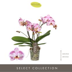 Phal.3-R rosa Tablo Bellini T12 H40 