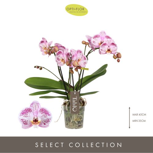 Phal.3-R rosa Tablo Bellini T12 H40 