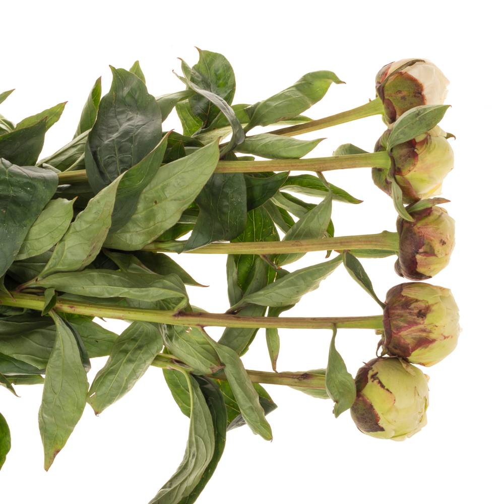 Pfingstrose creme gefüllt Bowl 55cm