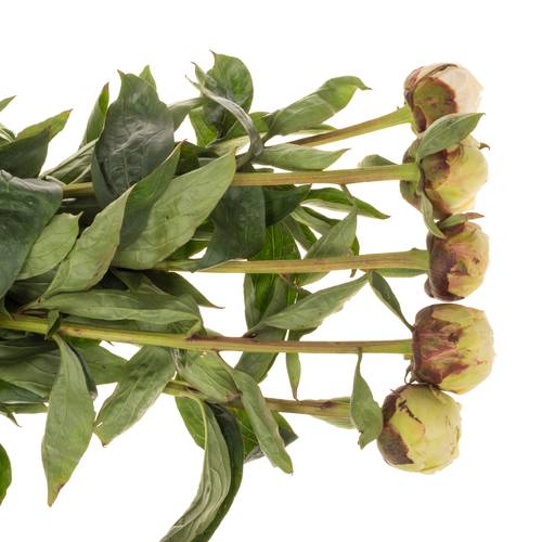 Pfingstrose creme gefüllt Bowl 55cm