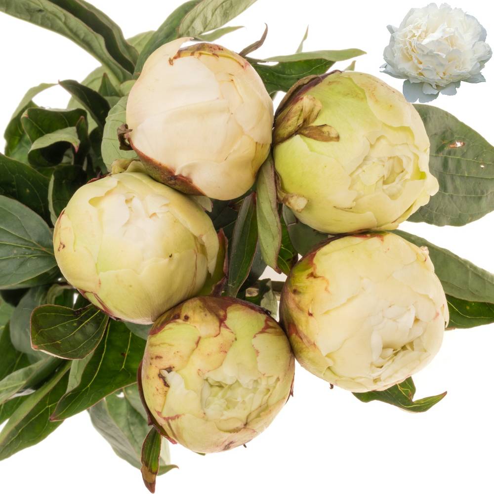 Pfingstrose creme gefüllt Bowl 55cm