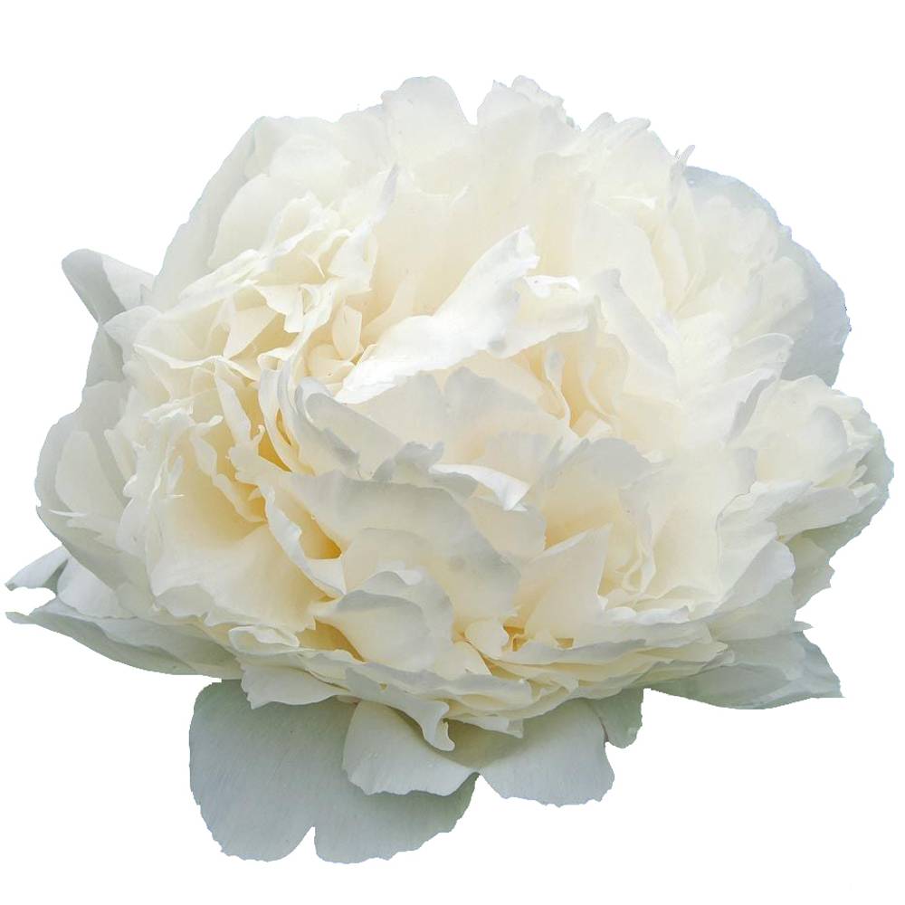 Pfingstrose creme gefüllt Bowl 55cm