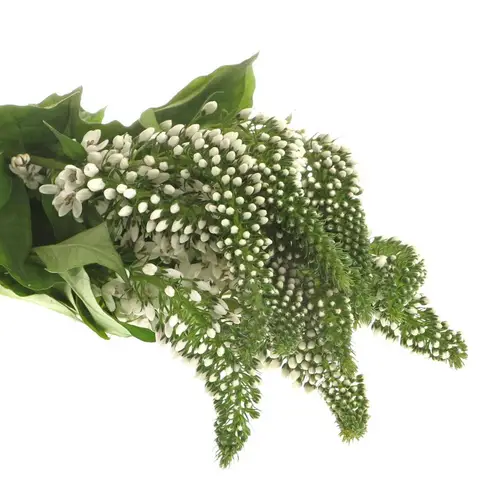 Lysemachia weiss 40cm