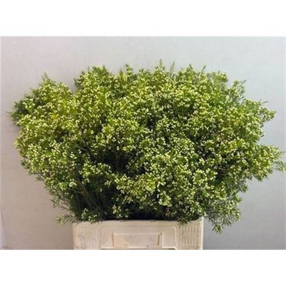 Wachsflower hell grün Bear Arbel 45 Gramm 70cm