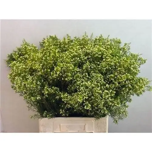 Wachsflower hell grün Bear Arbel 45 Gramm 70cm