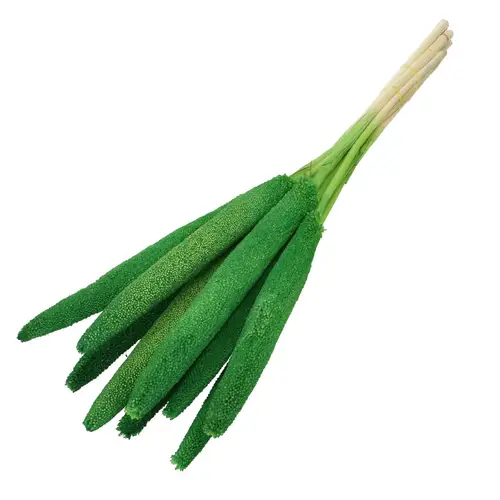 Trocken Bapala lime L65cm x10
