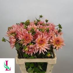 Dahlia lachs Henriette 60cm