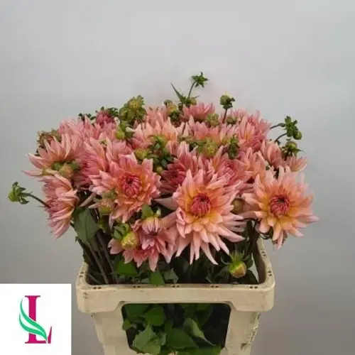 Dahlia lachs Henriette 60cm