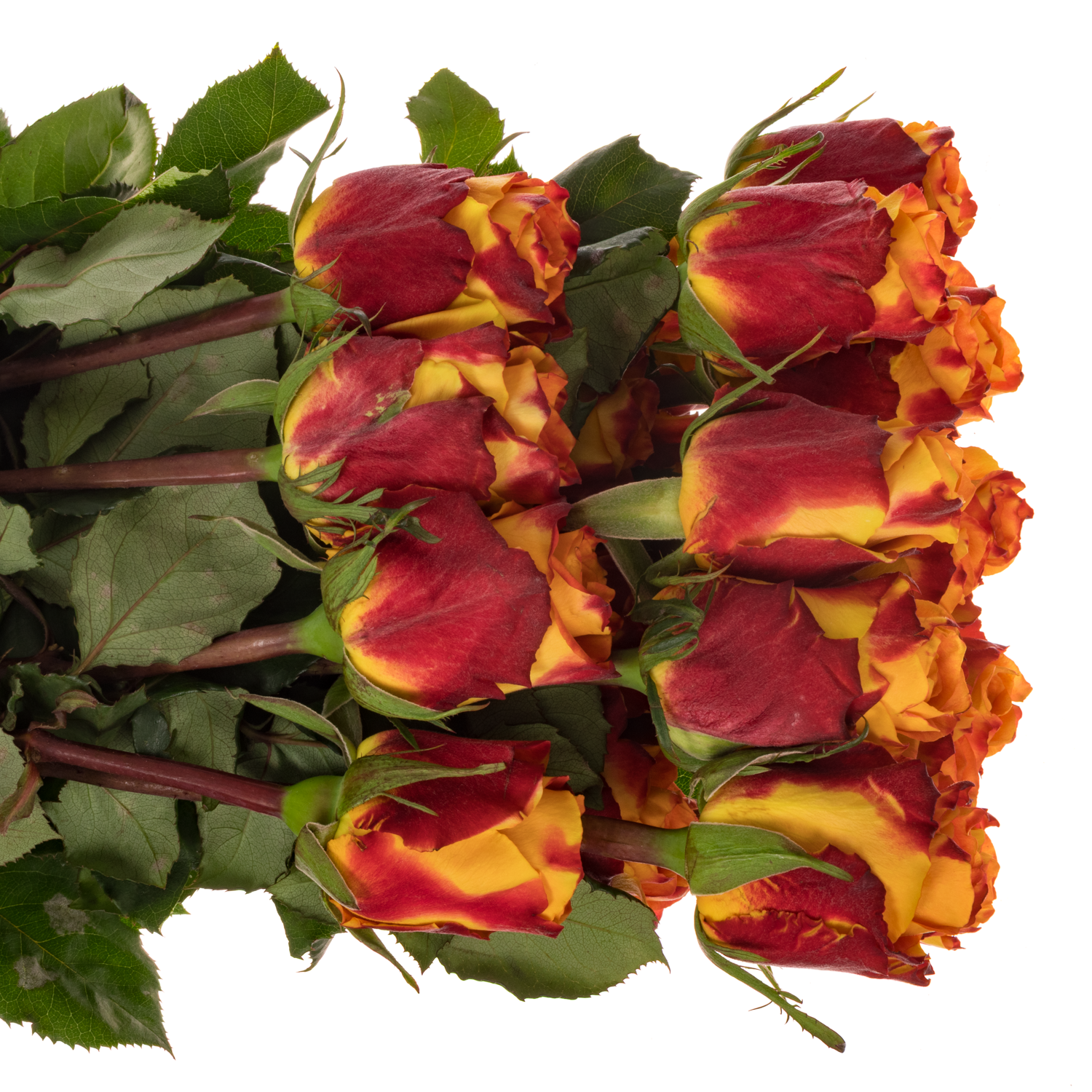 Rose gelb/rot Chili (Ec) 60cm