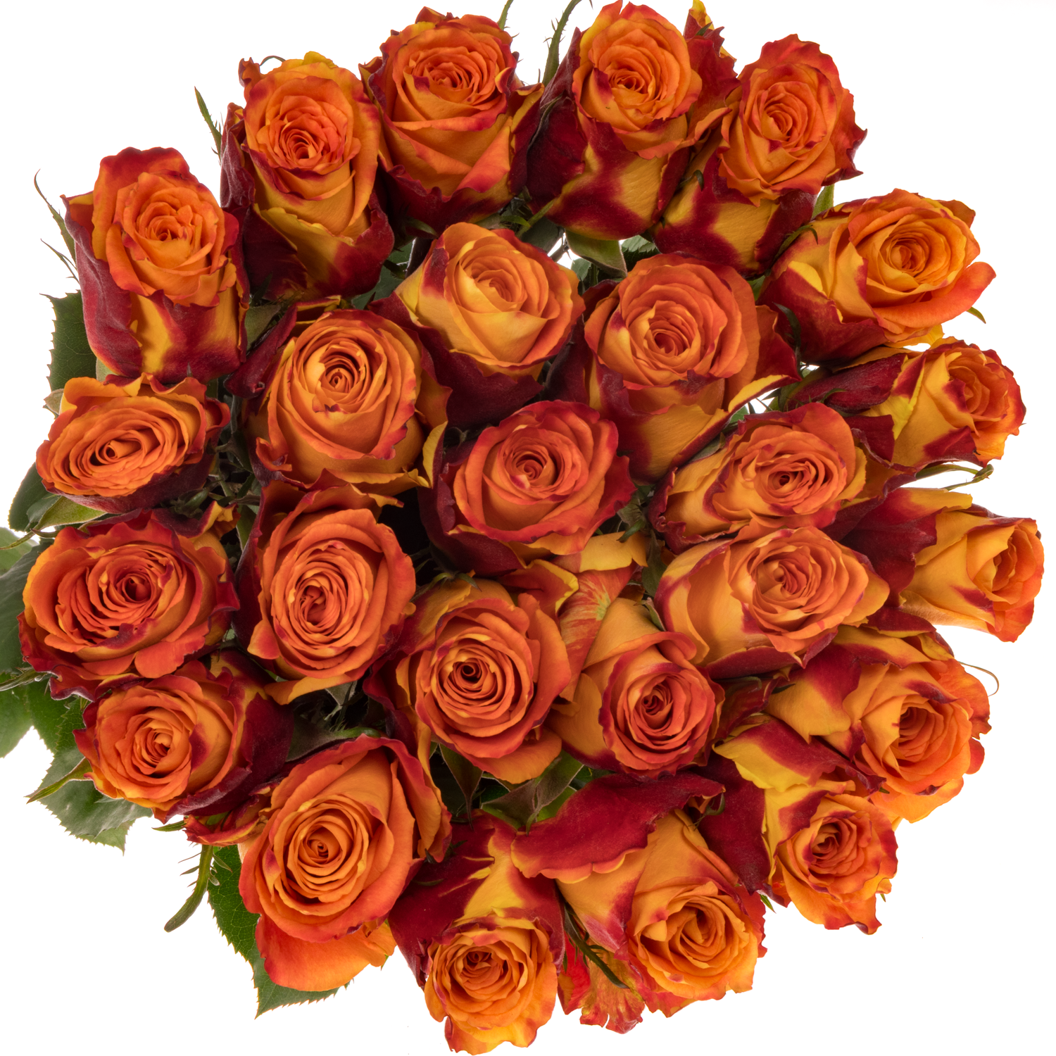 Rose gelb/rot Chili (Ec) 60cm