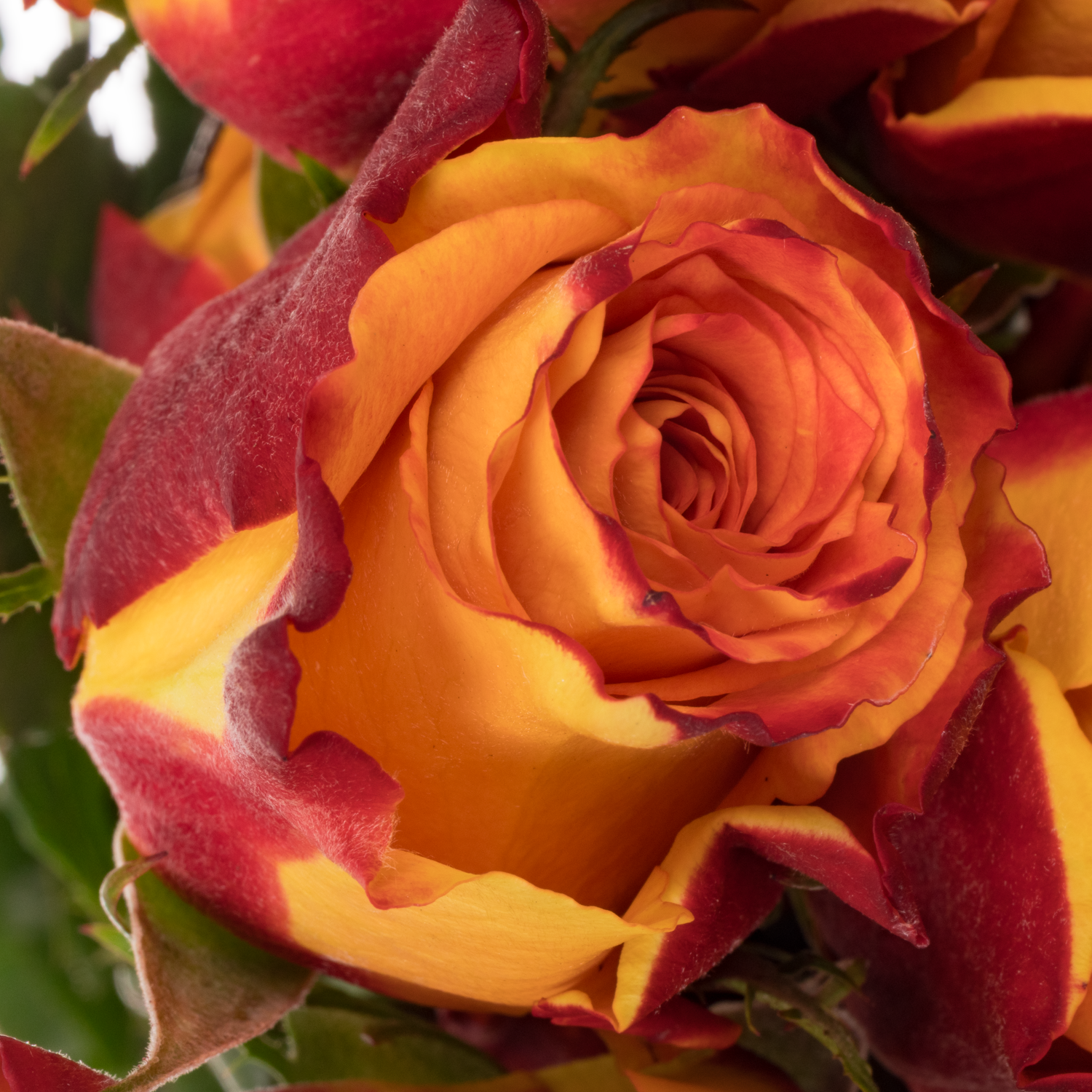 Rose gelb/rot Chili (Ec) 60cm