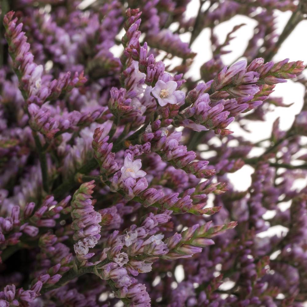 Limonium lila Safora Lilac 35Gramm 60cm