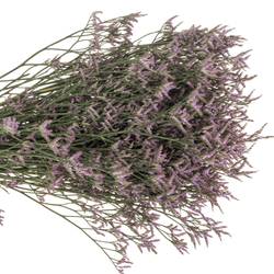 Limonium lila Safora Lilac 35Gramm 60cm