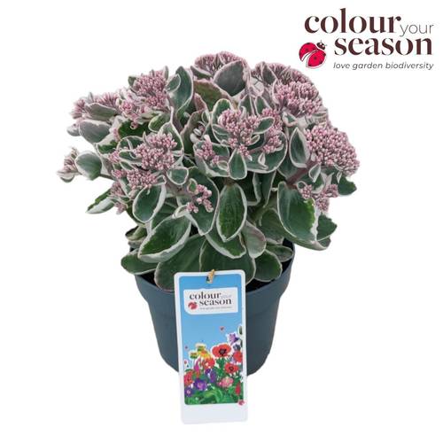 Sedum rosa La Vie T19 H040