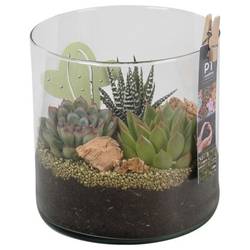 Succ.Arr PTSU8417 T15 H018