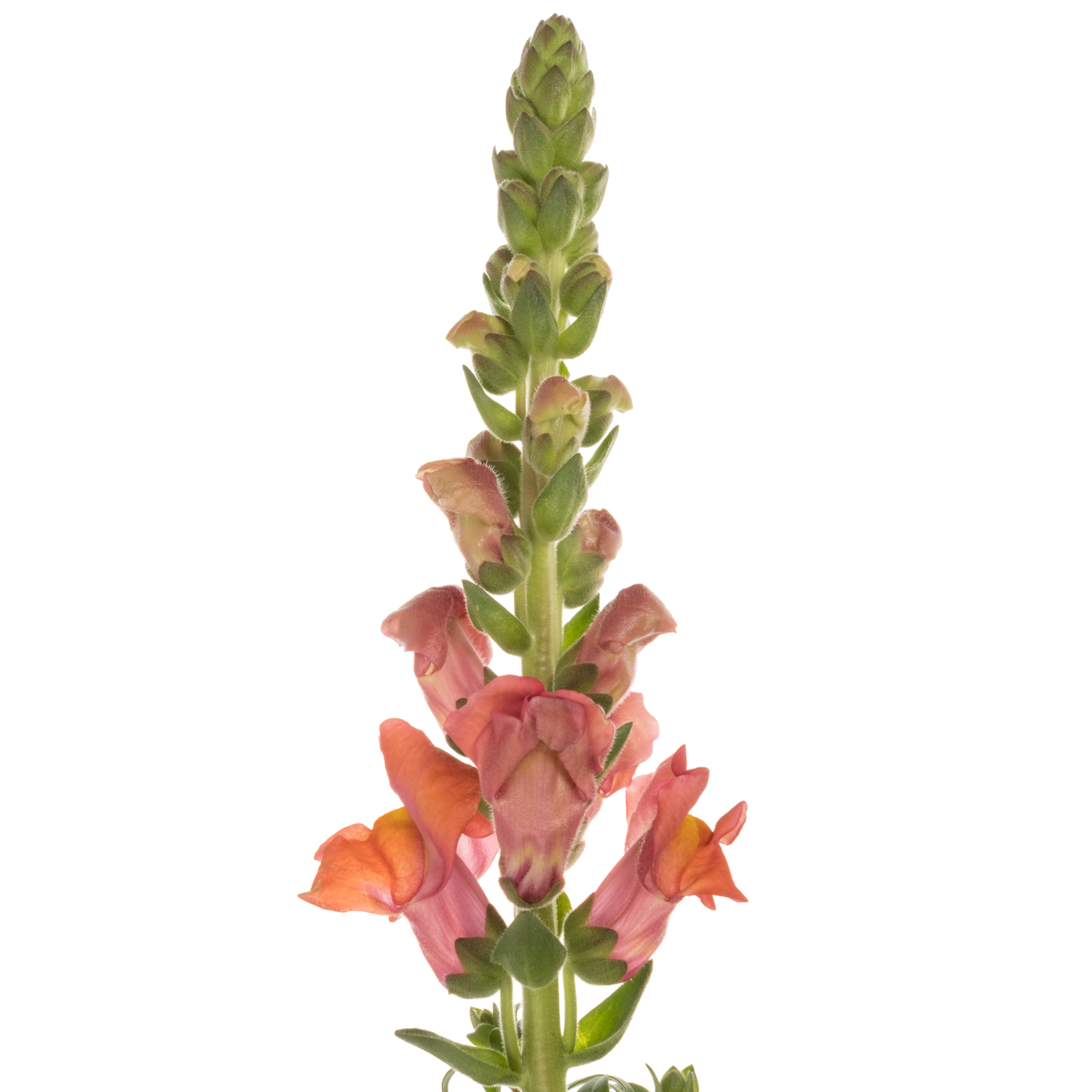 Löwenmaul dunkel orange Antibes Orange 75cm