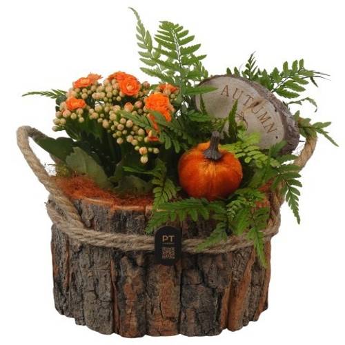 Kal.Arr PTHI3334 Herbst T17 H019