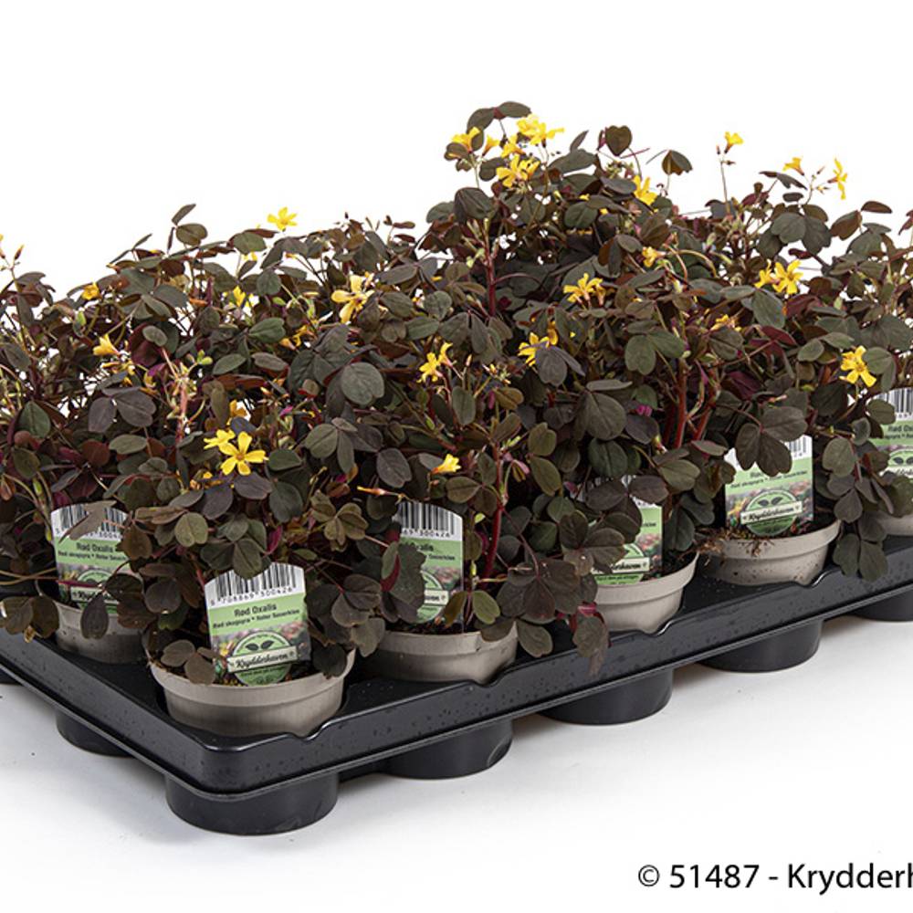 Oxalis Articulata T10 H015