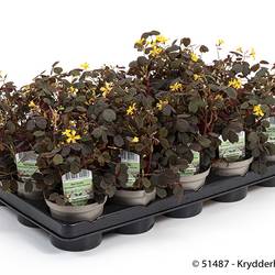 Oxalis Articulata T10 H015