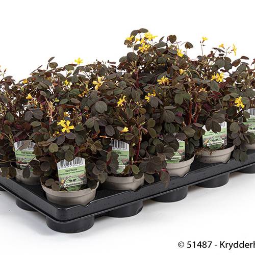 Oxalis Articulata T10 H015