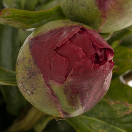 Pfingstrose rot Carina 50cm