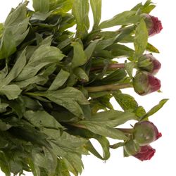 Pfingstrose rot Carina 50cm