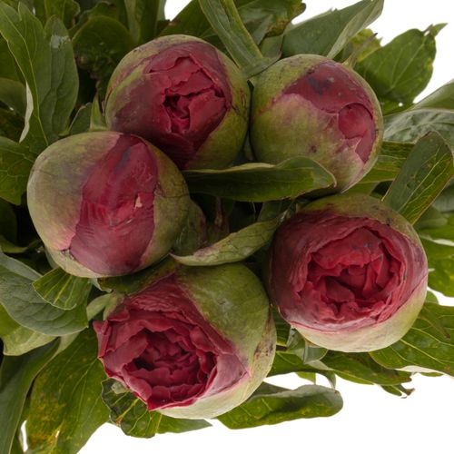 Pfingstrose rot Carina 50cm