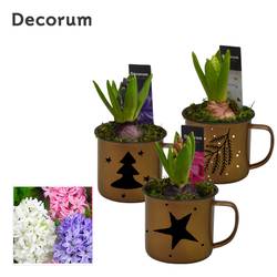 Hyac.Arr mix HL15752 Weihnachten T08 H015