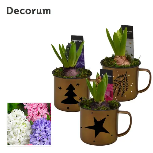 Hyac.Arr mix HL15752 Weihnachten T08 H015