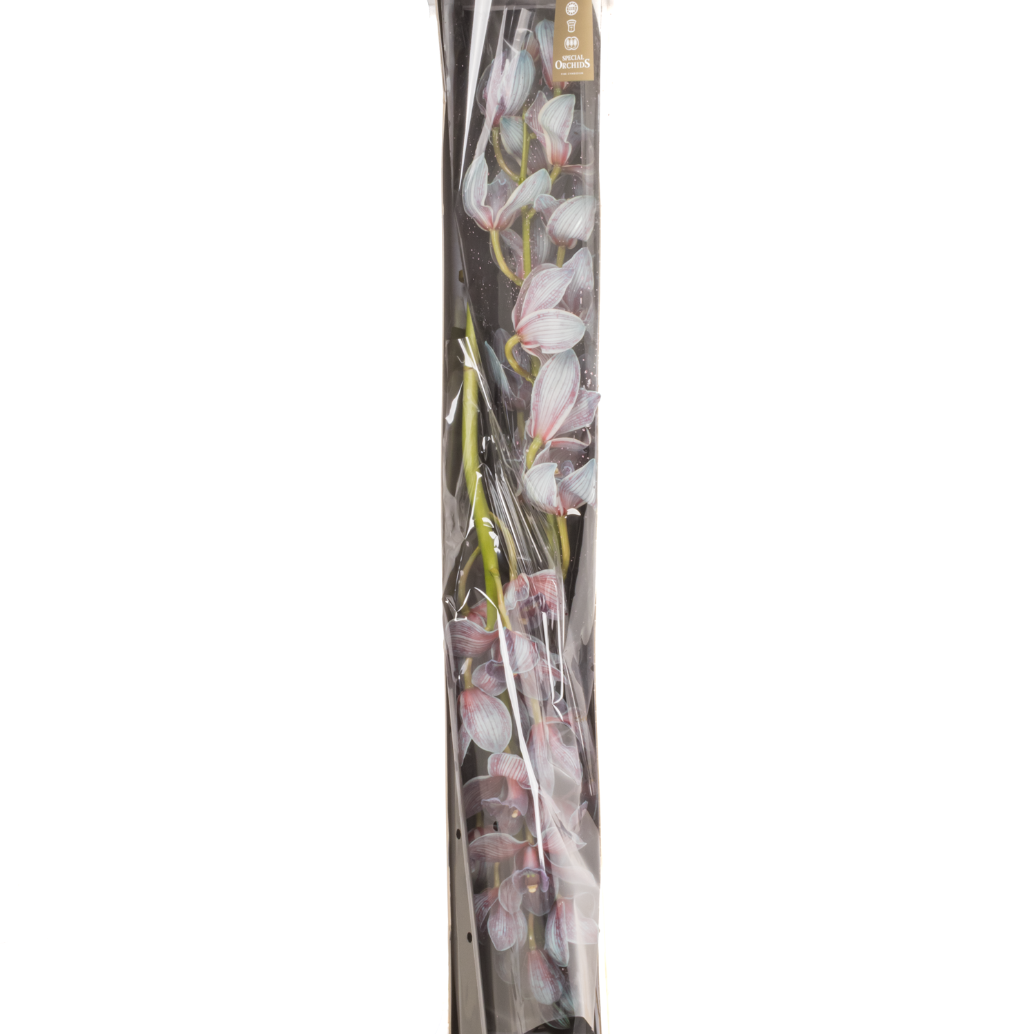 Cymbidium blau Bazooka gefärbt 80cm 13+Blüte