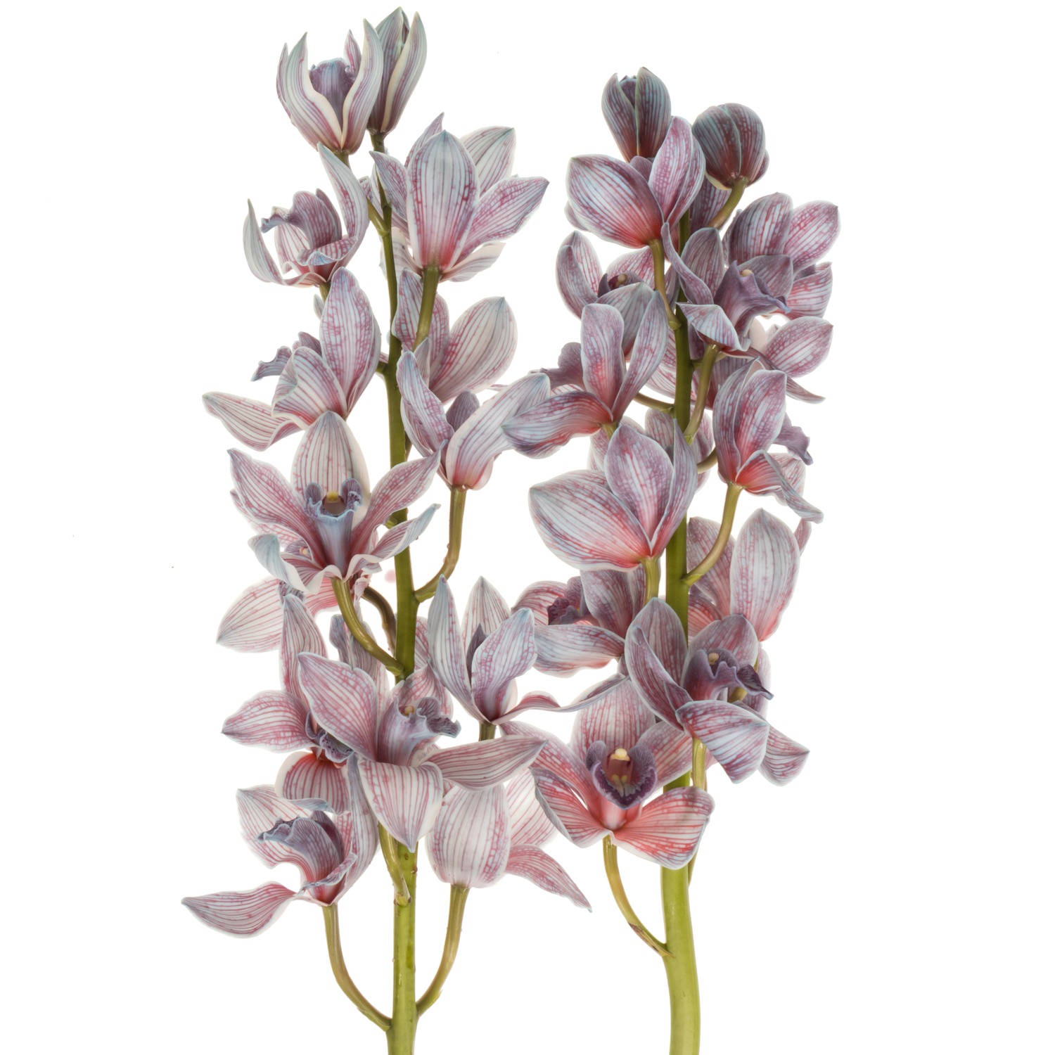 Cymbidium blau Bazooka gefärbt 80cm 13+Blüte