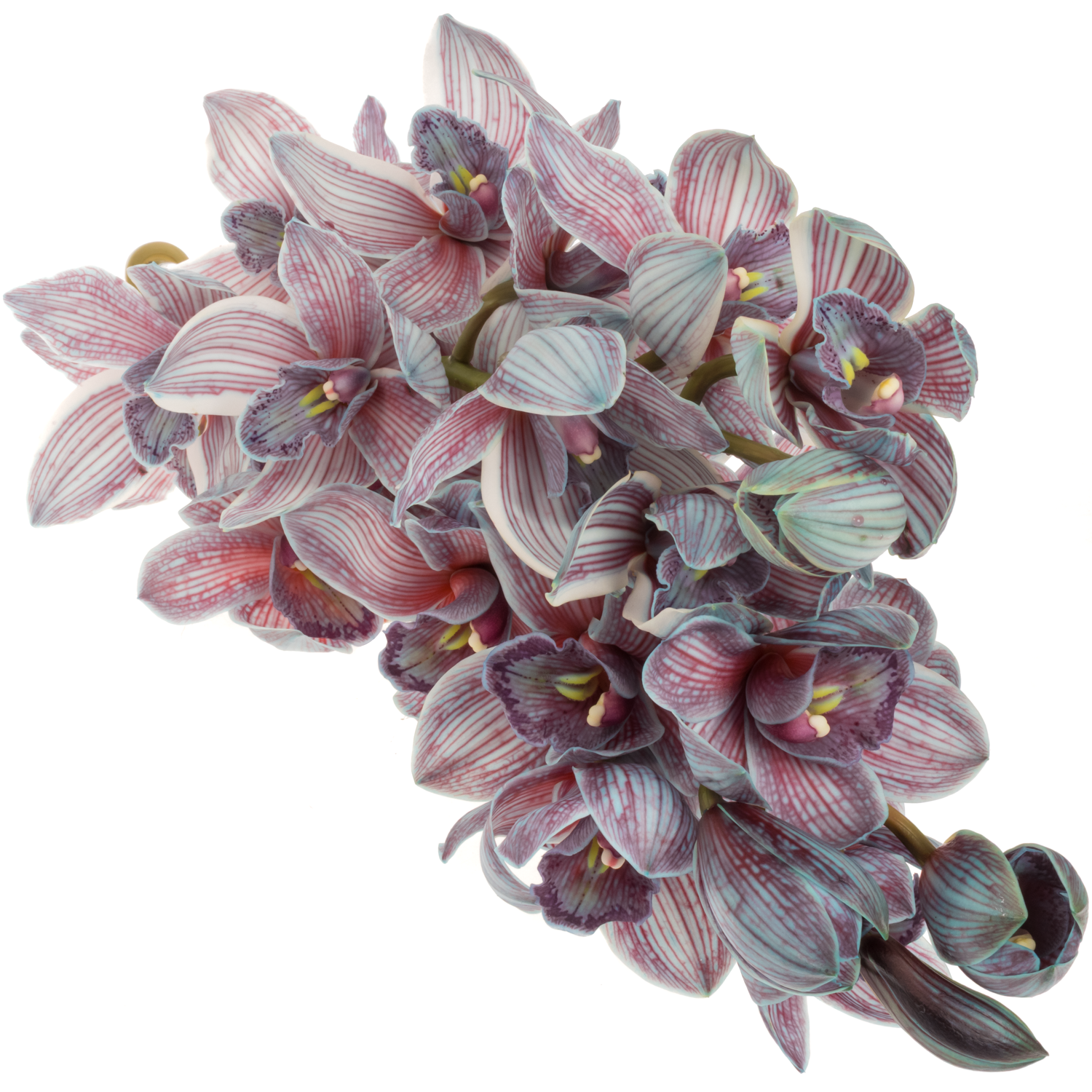 Cymbidium blau Bazooka gefärbt 80cm 13+Blüte