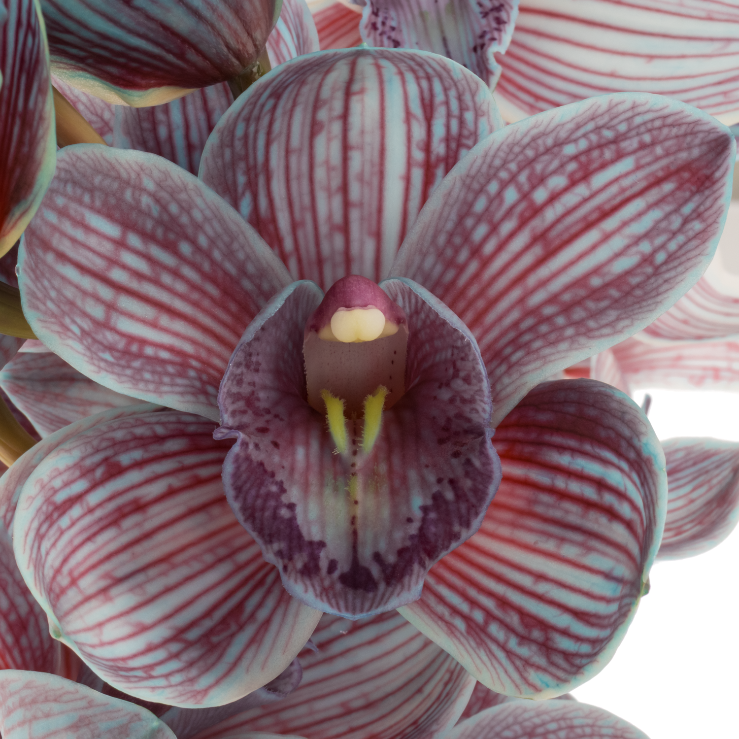 Cymbidium blau Bazooka gefärbt 80cm 13+Blüte