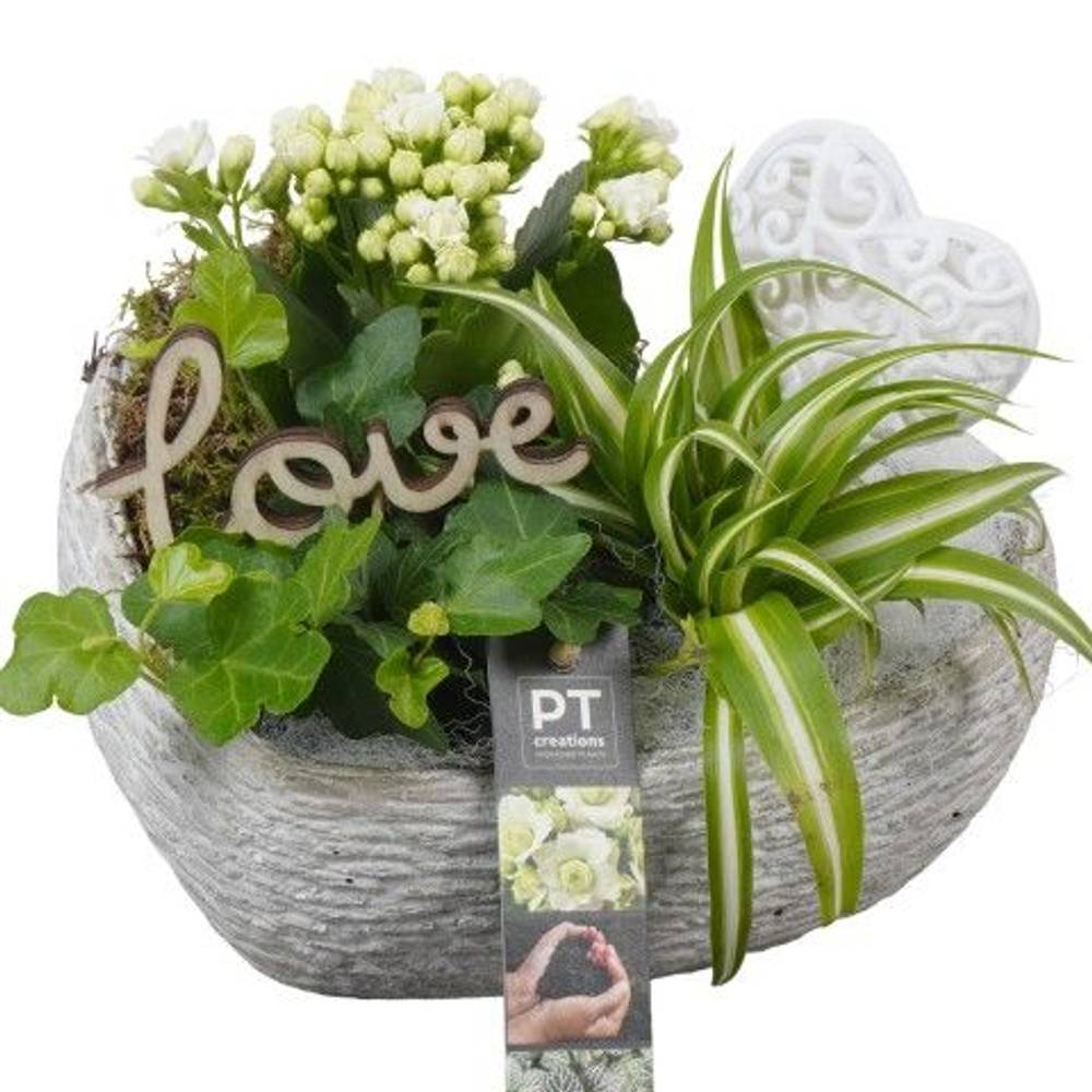 Mutter.Arr PTVMB4819 T21 H018