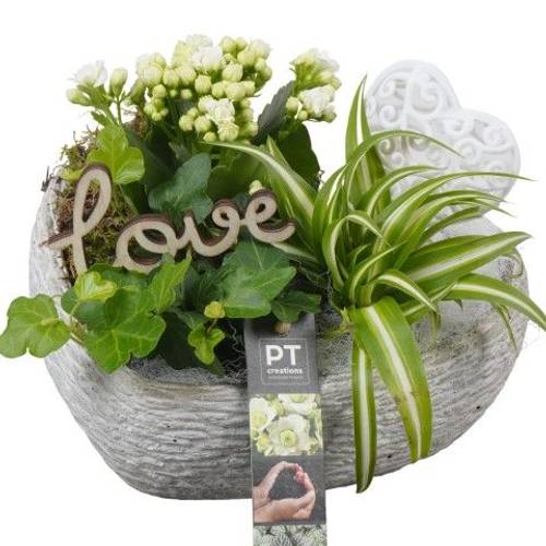 Mutter.Arr PTVMB4819 T21 H018