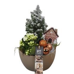 Chamaecyp.Arr PTCHB9727 Weihnachten T15 H027