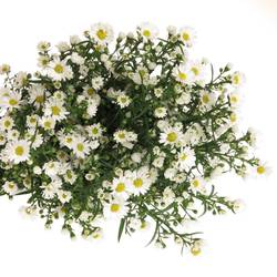 Aster weiss Paquita 35 Gramm 80cm