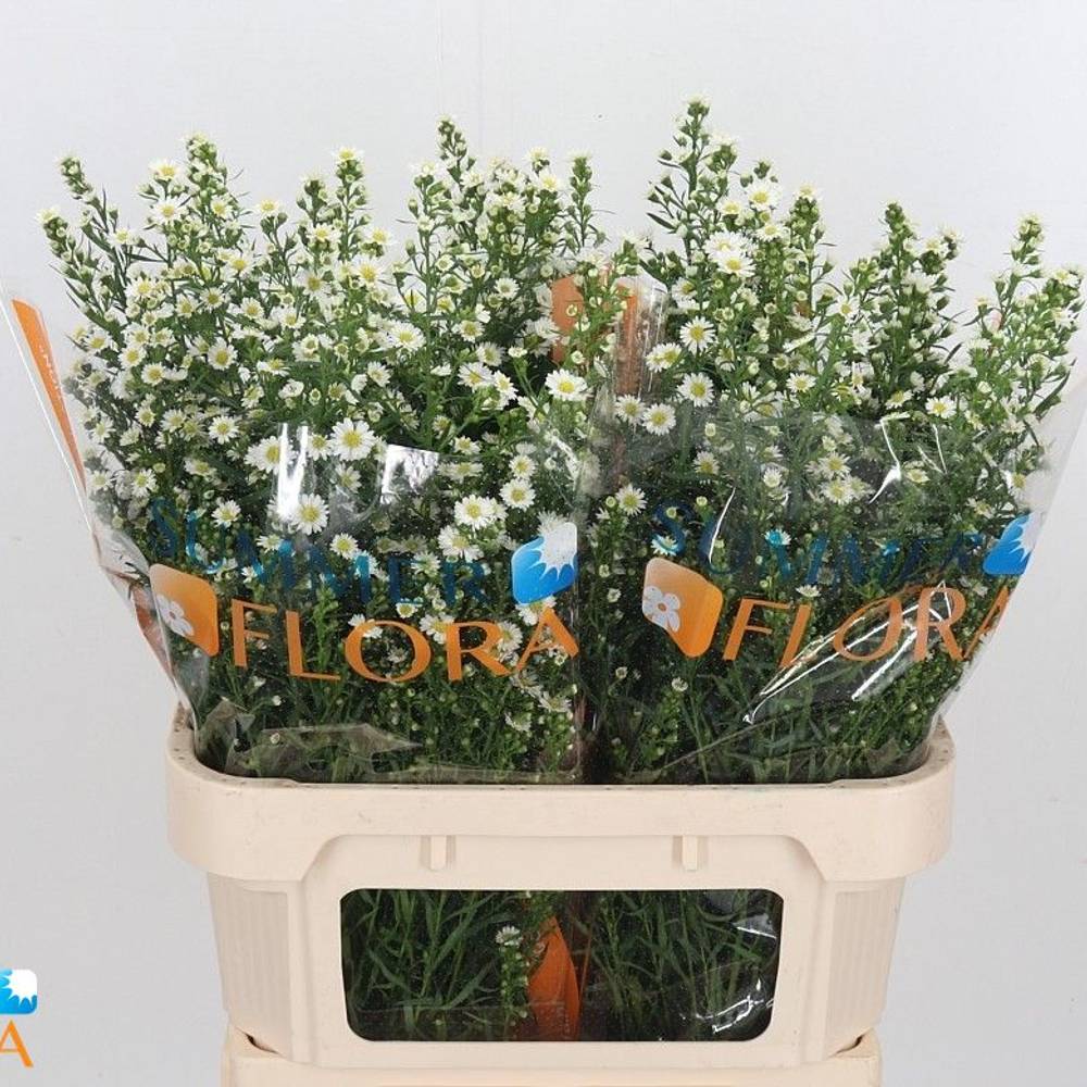 Aster Paquita weiss 35Gramm 80cm