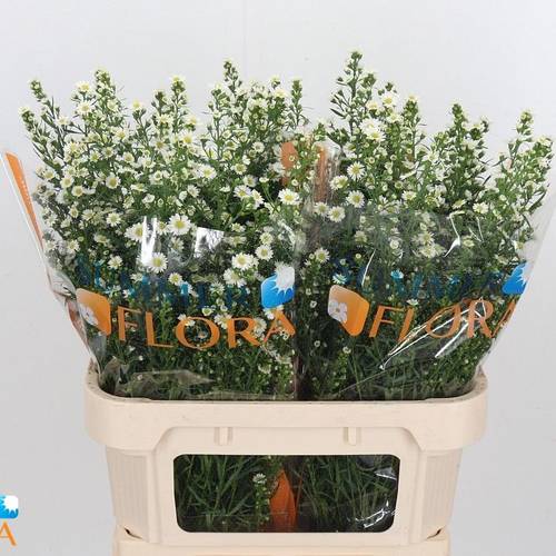 Aster Paquita weiss 35Gramm 80cm