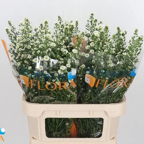 Aster Paquita weiss 35Gramm 80cm