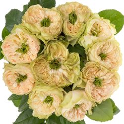 Rose apricot Whitby Abbey gefüllt 60cm