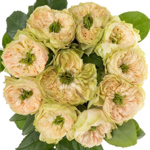 Rose apricot Whitby Abbey gefüllt 60cm