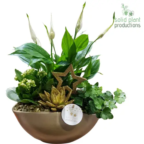 Spath.Arr SE005 Go Weihnachten T18 H040