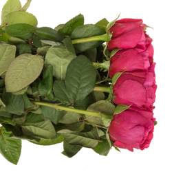 Rose dunkel rosa Princess Kishi 60cm