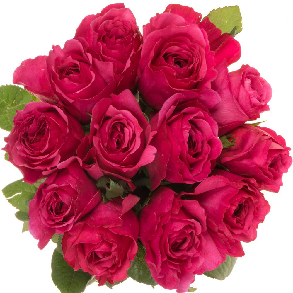 Rose dunkel rosa Princess Kishi 60cm