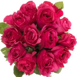 Rose dunkel rosa Princess Kishi 60cm