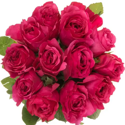 Rose dunkel rosa Princess Kishi 60cm