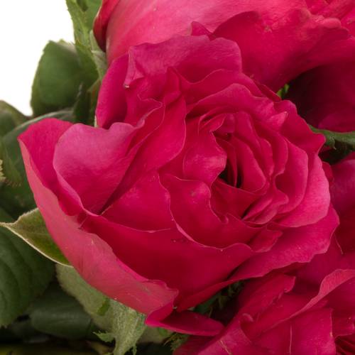 Rose dunkel rosa Princess Kishi 60cm