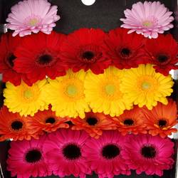 Germini mix Rainbow